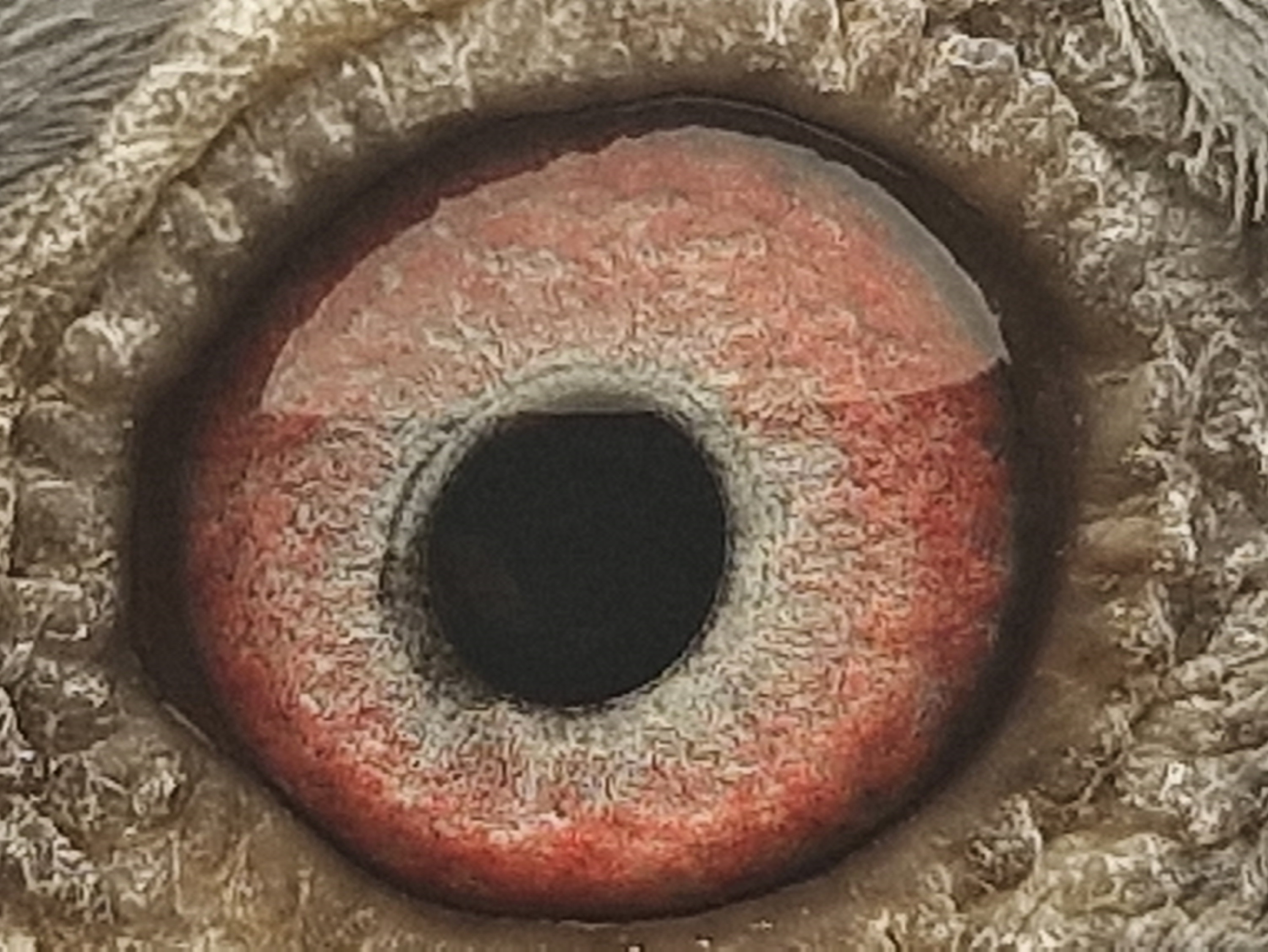 Pigeon eye